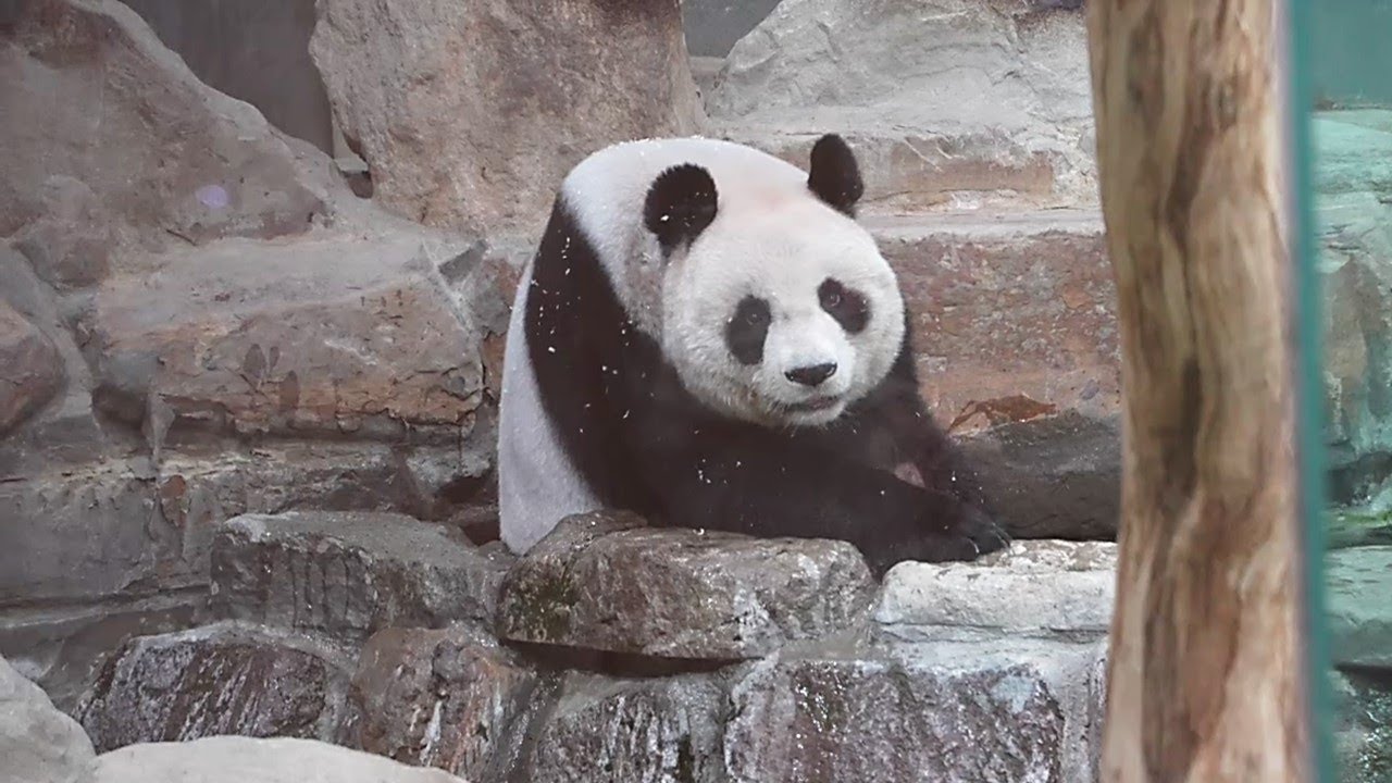 20251206 (14:30) 剛完成健檢的圓圓活力四射，三滾木屑加泡泡浴 | Giant Panda Yuan Yuan