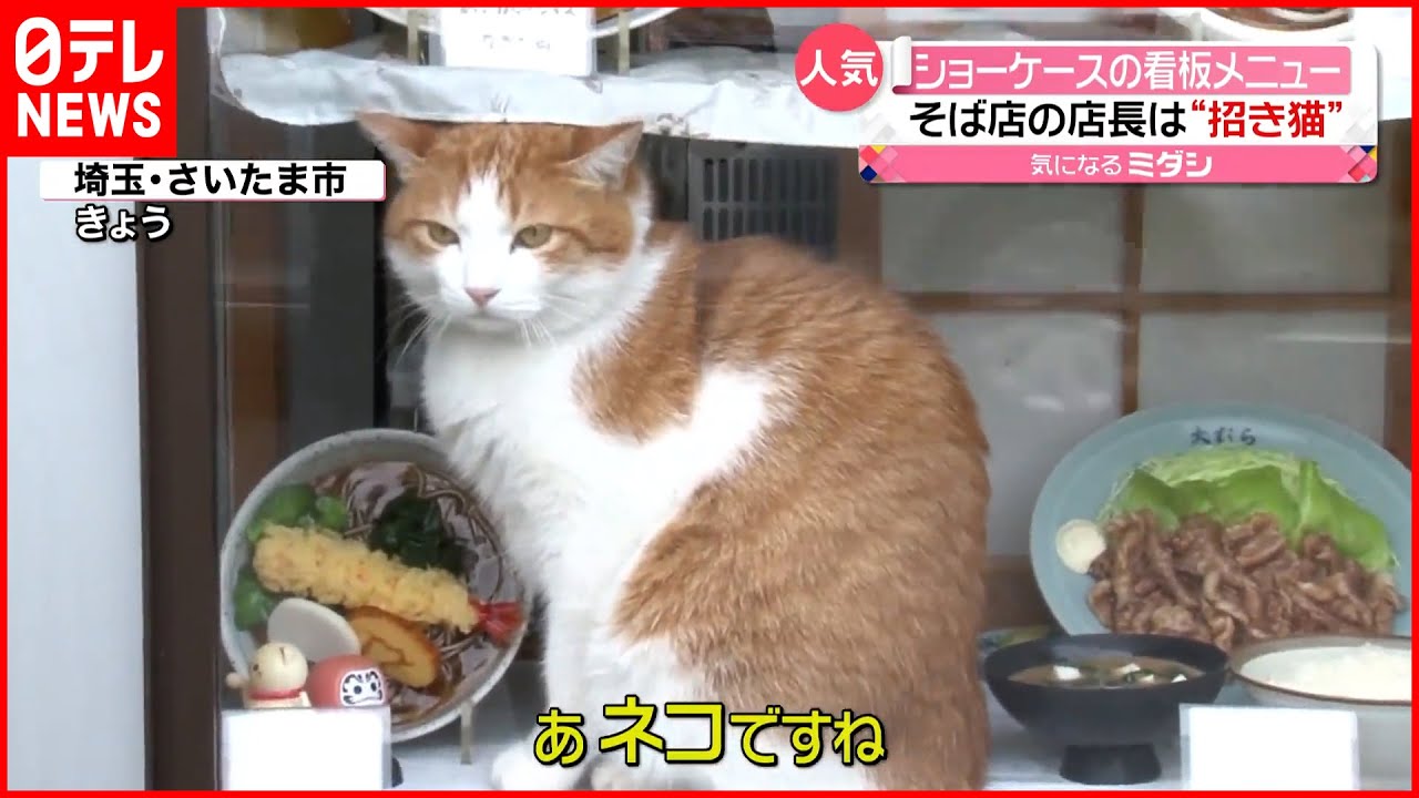 【リアル招き猫？】そば屋のショーケース「看板メニュー」は親子のネコ