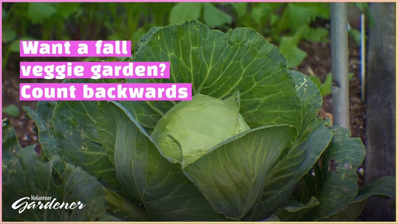 Fall Vegetable Garden Pointers | Volunteer Gardener