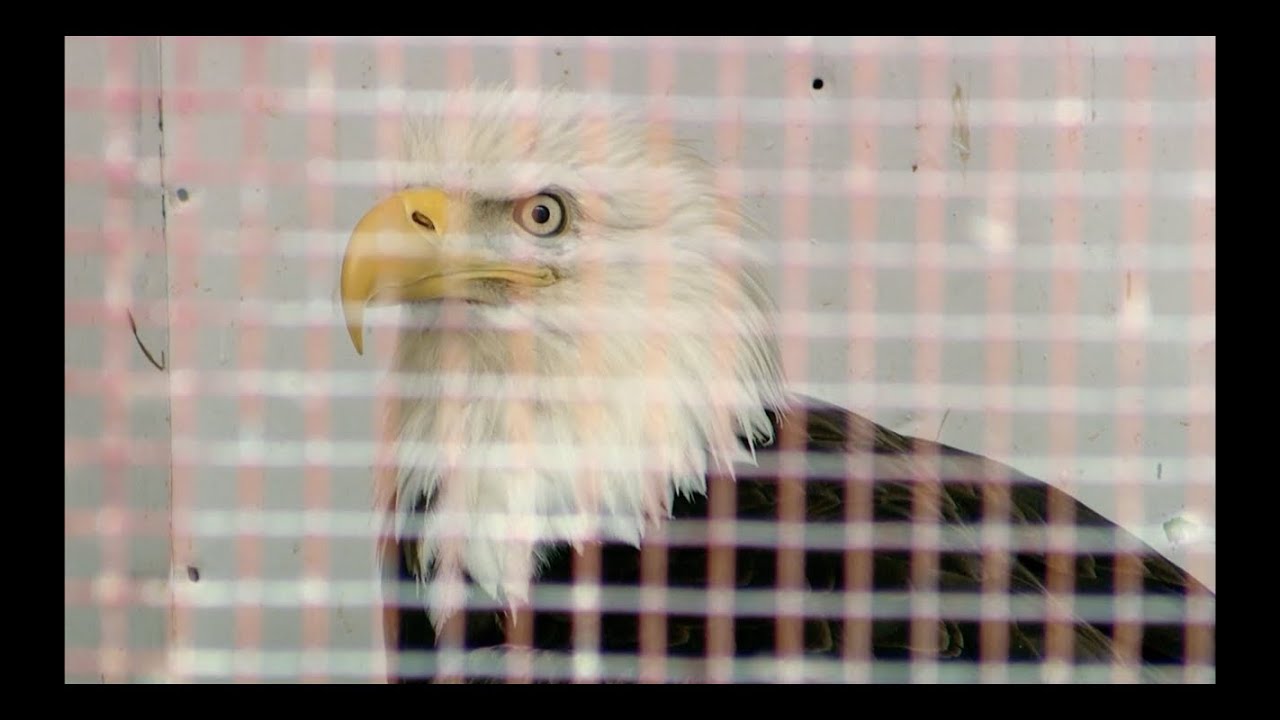 Bald Eagle Escapes Rehab Center - Hope for Wildlife: The Webisodes