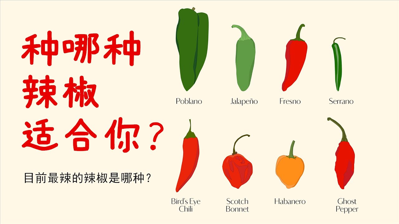 10几种市场上最热门的辣椒品种和它们的辣度，今年你准备种哪种？ / 10幾種市場上最熱門的辣椒品種和它們的辣度