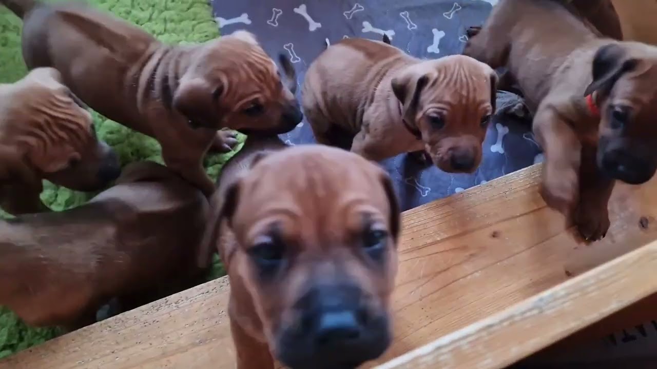 #cute puppies #Rhodesianridgeback, 4weeks old.