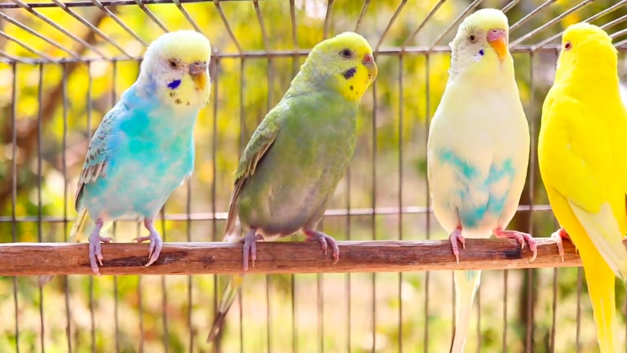 Experience the MOST RELAXING 7 Hours of Budgies Bird Sound EVER!