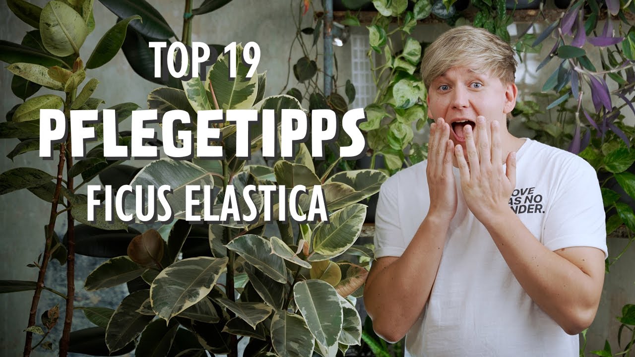 Die 19 BESTEN Pflegetipps für deinen Ficus elastica (Gummibaum) 😱