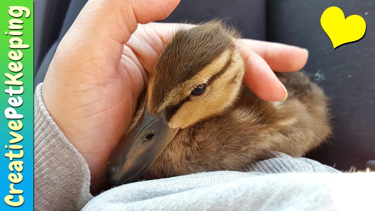 We found a BABY DUCK | Duckling Rescue