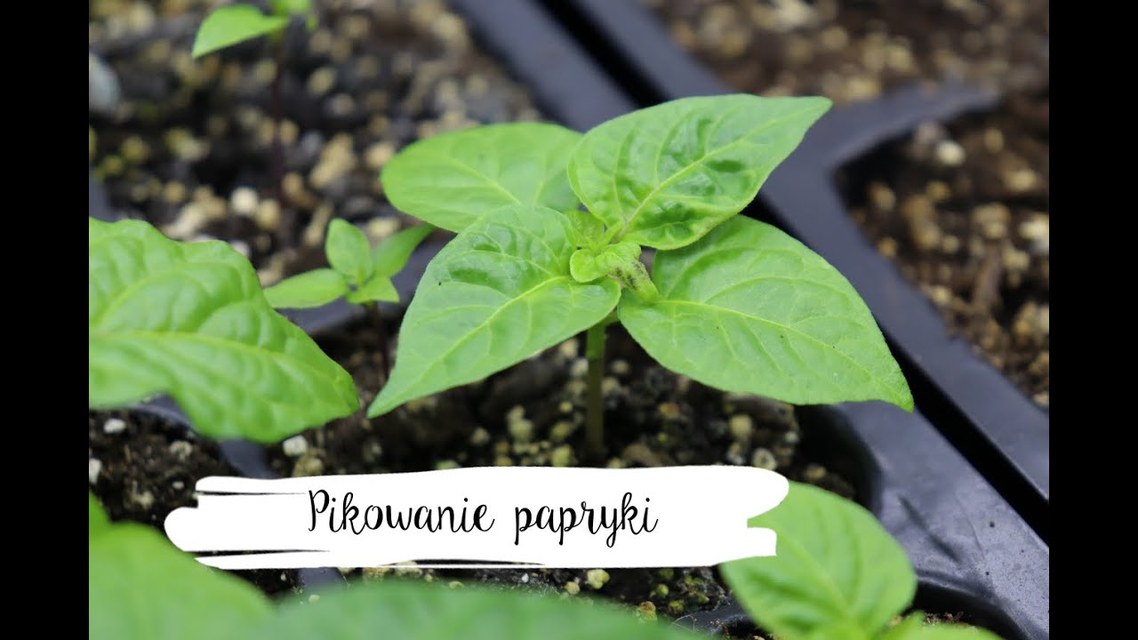 Od nasionka do ogonka: Pikowanie papryki chili