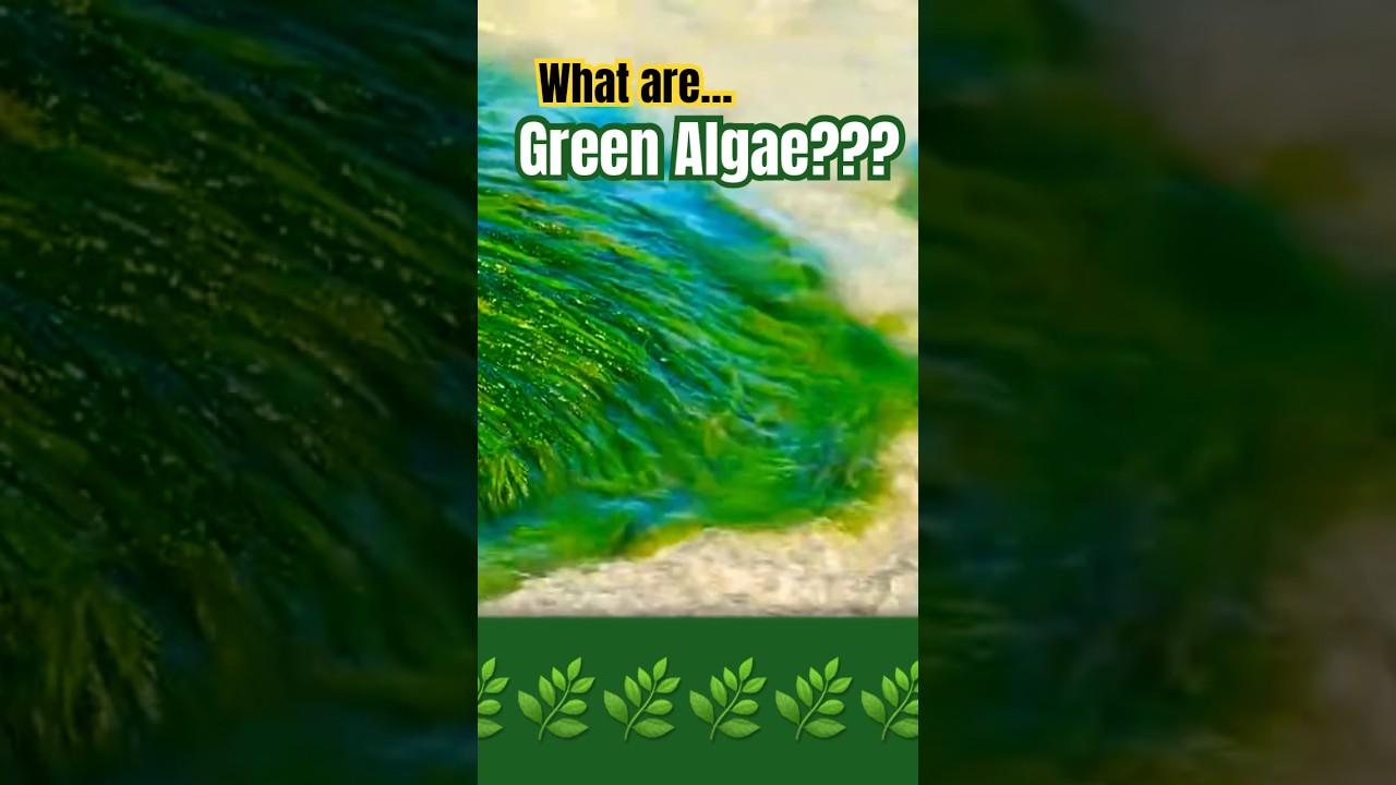 🌿 What are Green Algae? What is Green Algae? Green Algae Pronunciation #greenalgae #algae #science