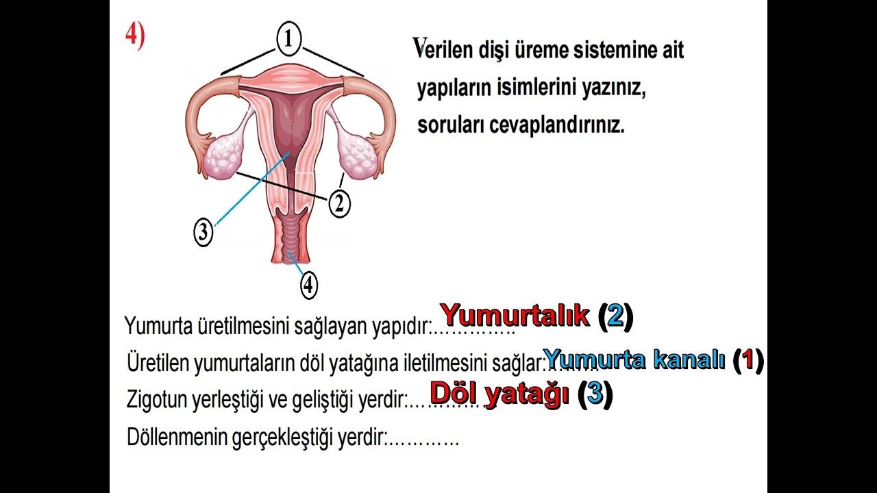 7. sınıf Fen Bilimleri 2. dönem 2.  yazılı örnek soru çözümleri video-1 #2.dönem2.yazılı #fen #sınav