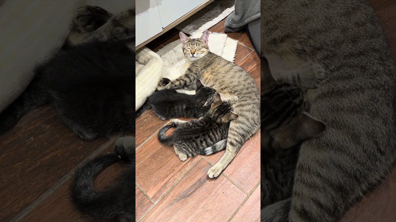 Я привёз одну из самых редких кошек на планете &mdash; вот что произошло