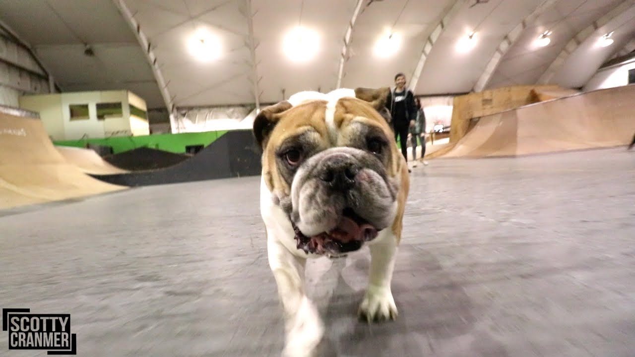 ENGLISH BULLDOGS TAKE OVER MY SKATEPARK!