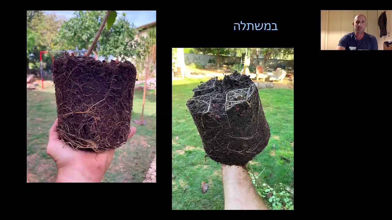 נטיעת עצים - עשה ואל תעשה. שי כץ, אגרונום ואילנאי, וחבר ועד בעמותת אילנאי ישראל