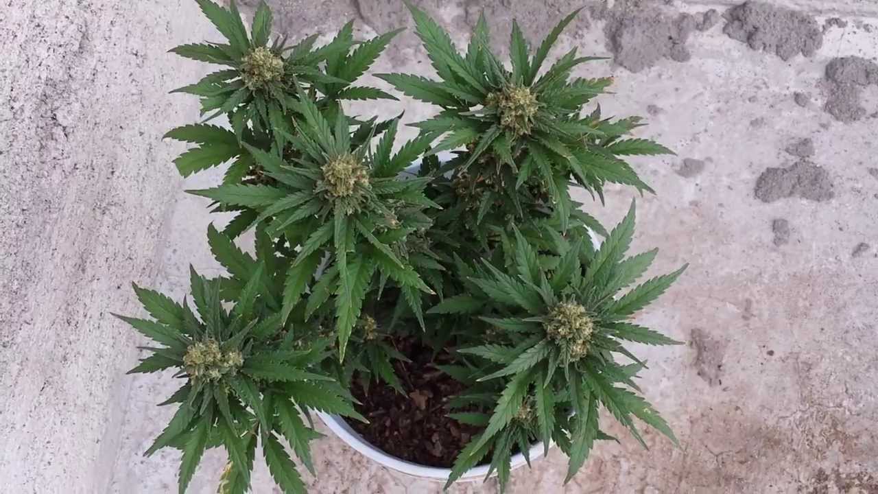 Full HD Sweet Mix Auto. Sweet Mix Lagos Growers
