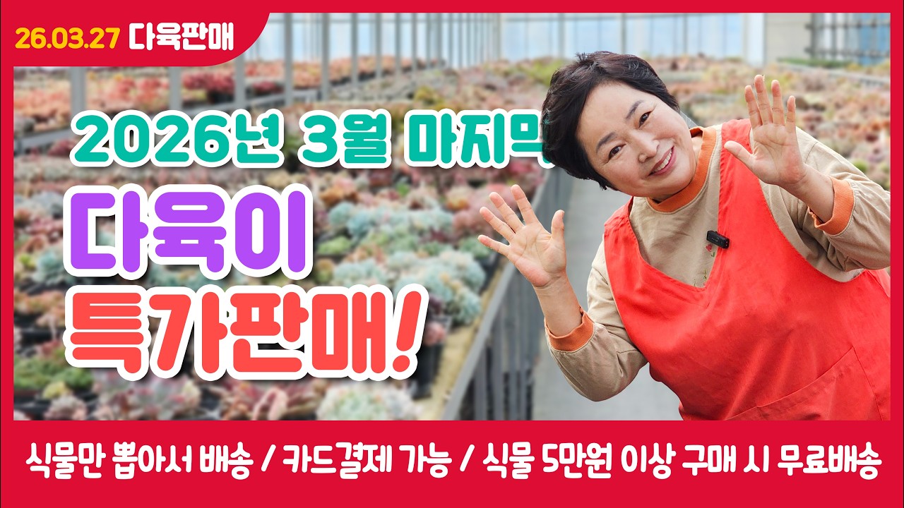 2026년 3월 마지막 다육특가판매[2026.03.27]