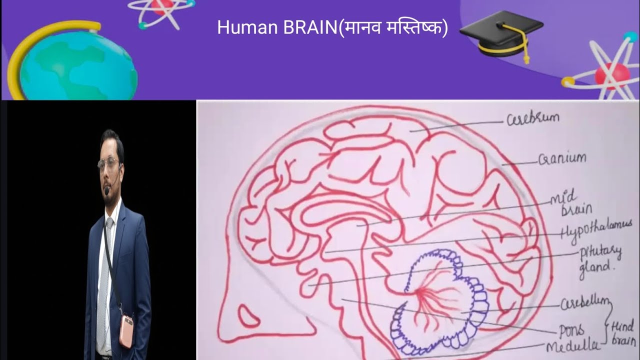 #Hashtag#Human Brain# parts# Function of gore brain # Mid brain# Hind Brain # cerebrum #cerebellum# 