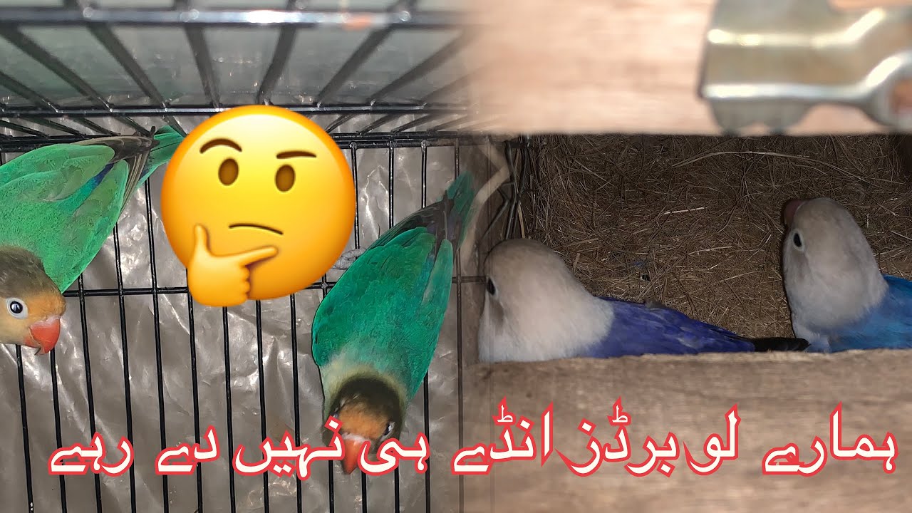 Hamara love bird Ande Nahin de raha hai