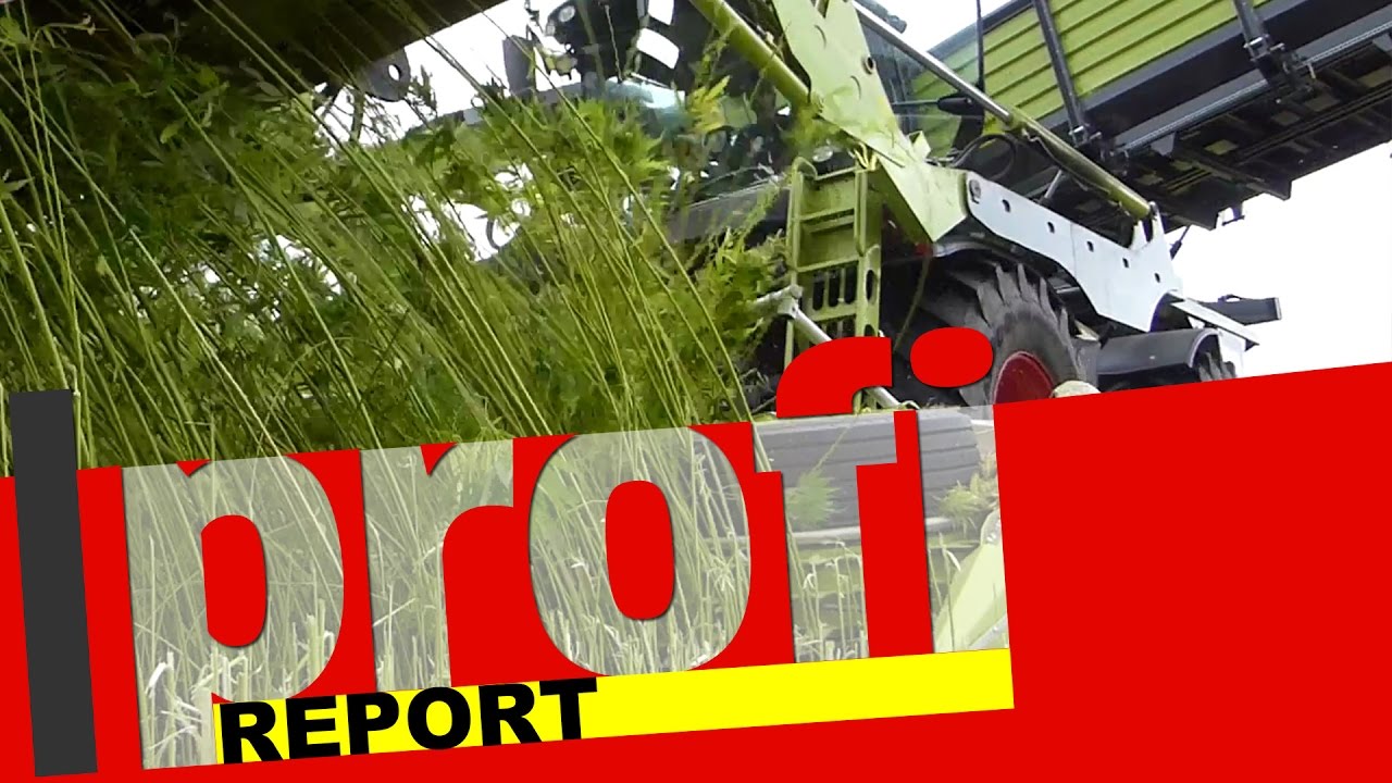 Industrie-Hanfernte bei Dun Agro