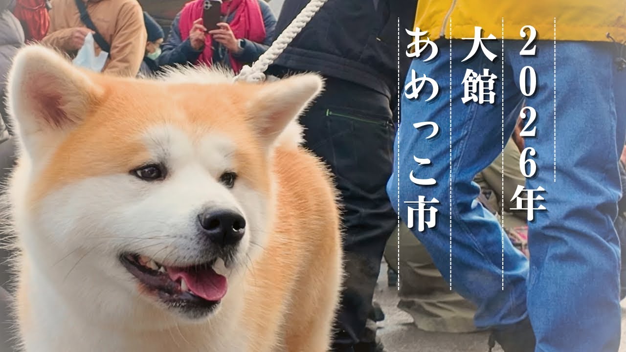 【2026年】大館アメッコ市｜秋田犬