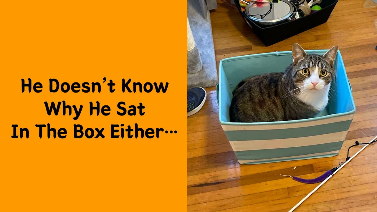 ✨ “50 Cats Who Got Themselves Trapped In The Funniest Ways” ✨
