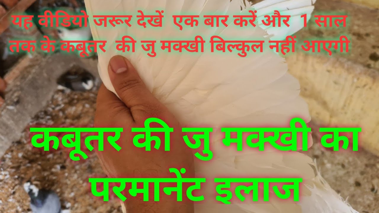 #pigeon कबूतर के परों से जू मक्खी निकालने का सबसे बेस्ट और आसान तरीका#kabutar_ju#pigeon_ju