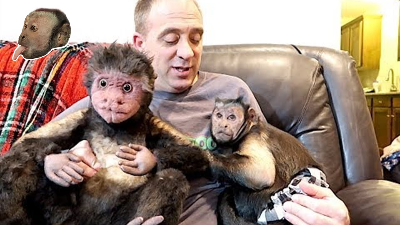 Capuchin Monkey Meets His CuddleClone!