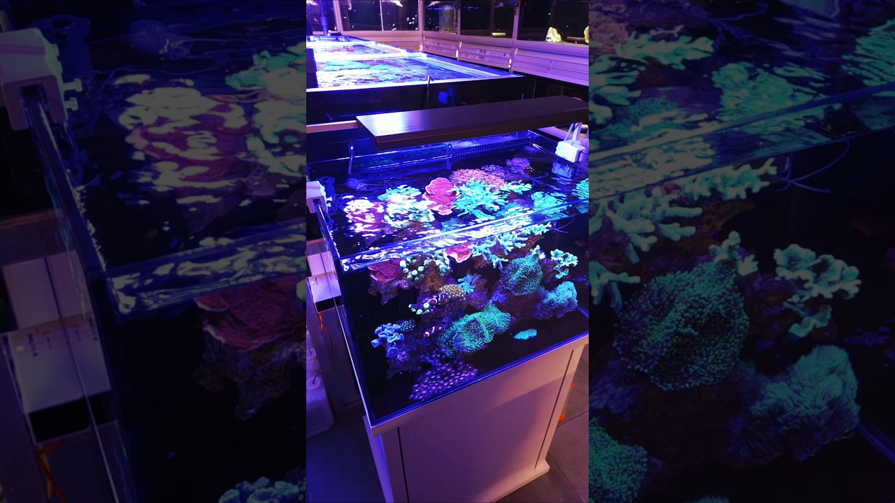 Mitoja Capex 120 🐠🐡🪸