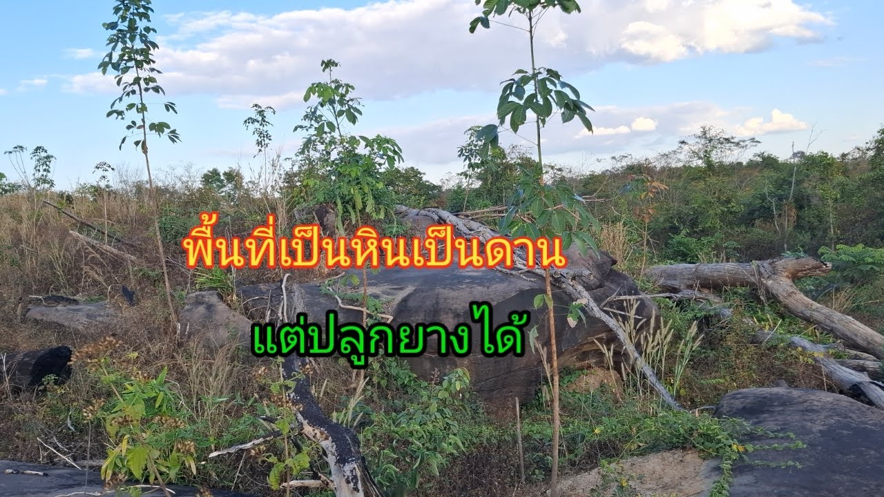 พื้นที่เป็นหินเป็นดานก็ปลูกยางได้