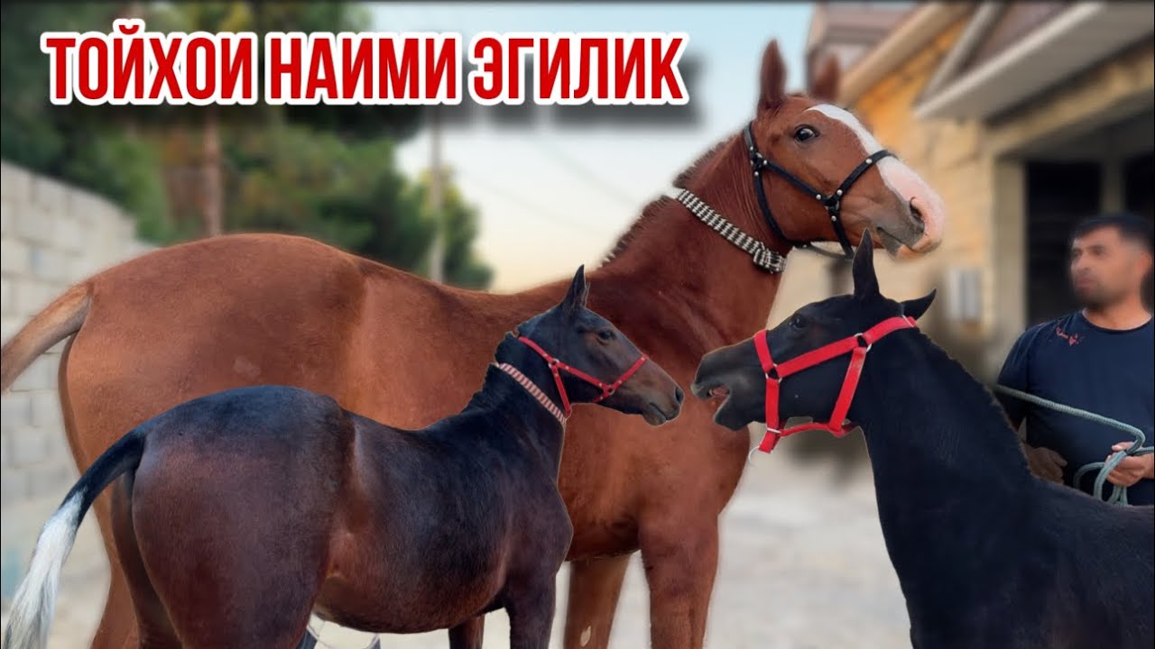 Дончак Кара байир тойхои нав Наими Эгилик 