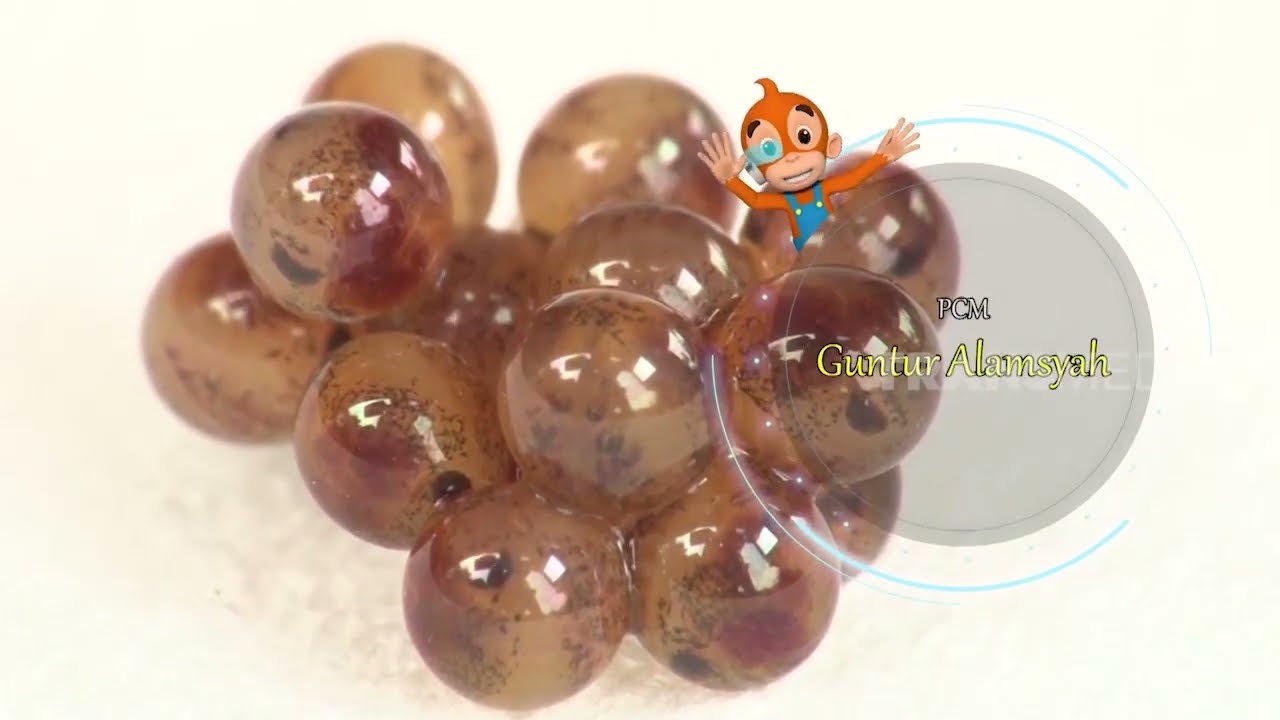 Balapan Kepiting Vampire, Penampilannya Bikin Merinding | SI OTAN (01/03/23)