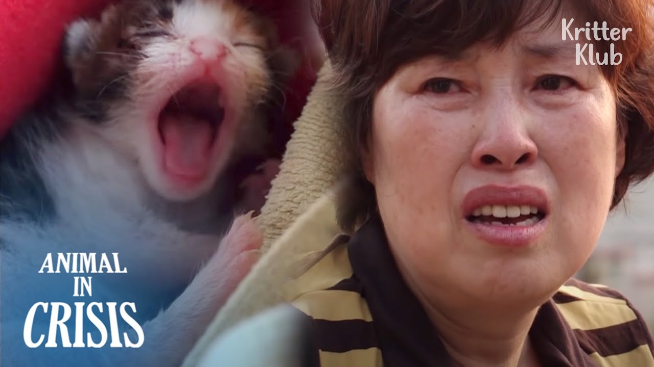 Кошка с парализованными ногами никогда не сдается от котят (часть 1) | Животное в кризисе EP253