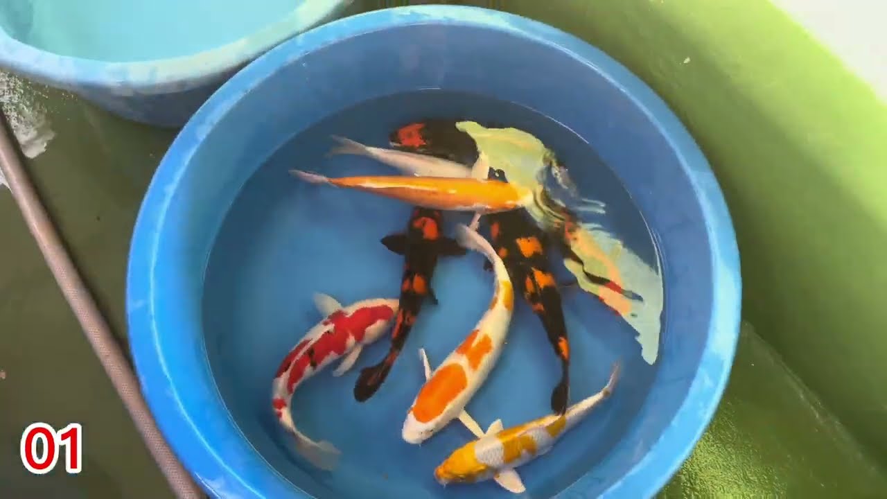Mais de 100 Kois , preços na descrição