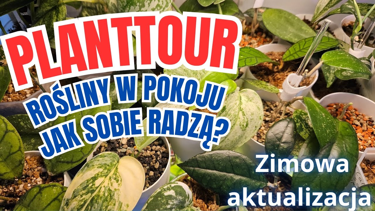 PLANT TOUR PO POKOJU 🌿 Mnóstwo roślin #planttour