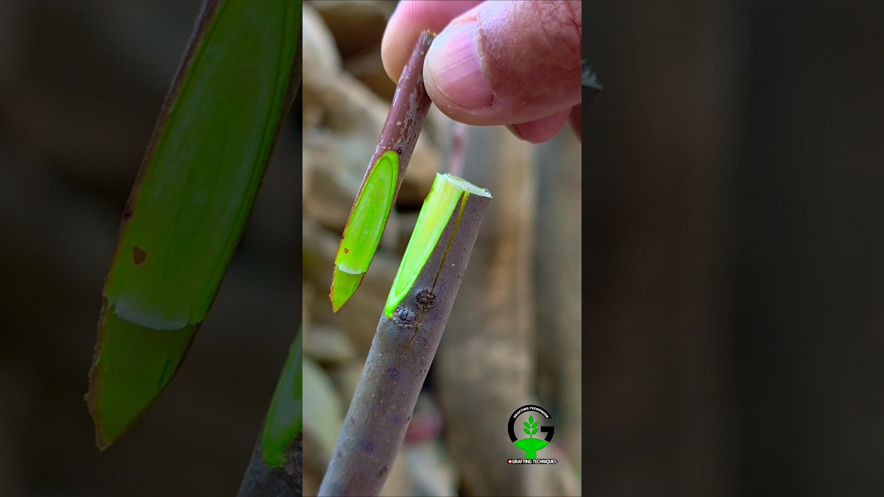 Best grafting techniques | grafting plants | Fruit tree grafting apple #grafting #bonsai #bushcraft