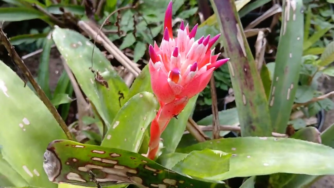 Bromélias no feriado.