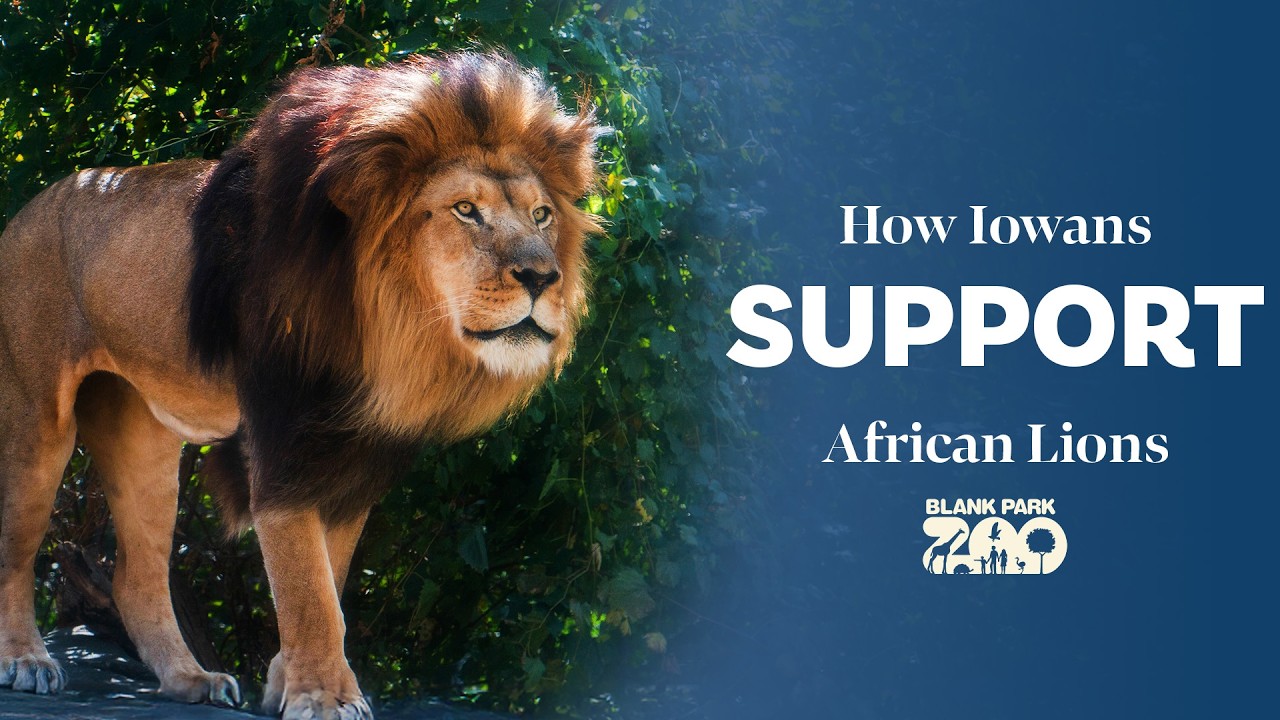 How Iowans Support African Lions | Blank Park Zoo