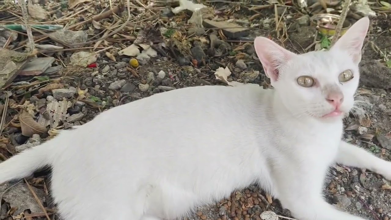 #Asmr #Viral #Viralvedip #Ang alaga Kong pusa