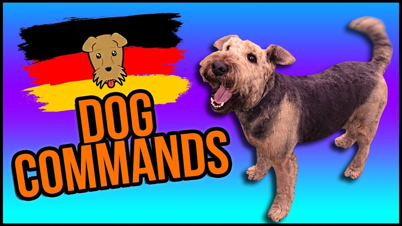 German Dog Commands 🐶🇩🇪 A Get Germanized Guide