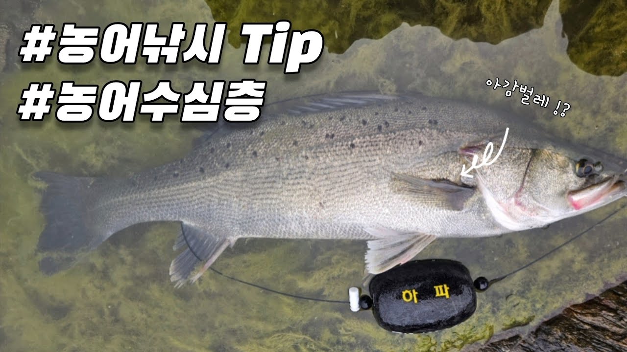 농어낚시 초보도 가능해요 !! 간단한 공략법