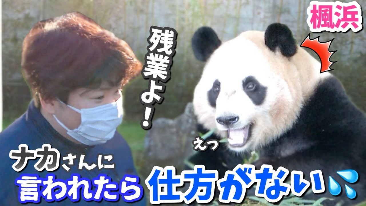 【パンダアイドル楓浜】残業を告げられ後のふうひんの表情に注目🐼