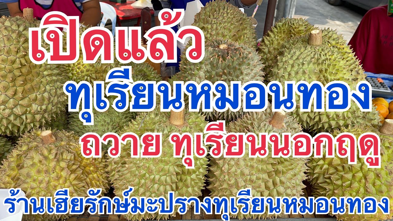 เปิดแล้ว….‼️ทุเรียนถวาย ทุเรียนหมอนทอง ร้านเฮียรักษ์มะปรางทุเรียนหมอนทอง พิกัด รามคำแหง166 แยก4 