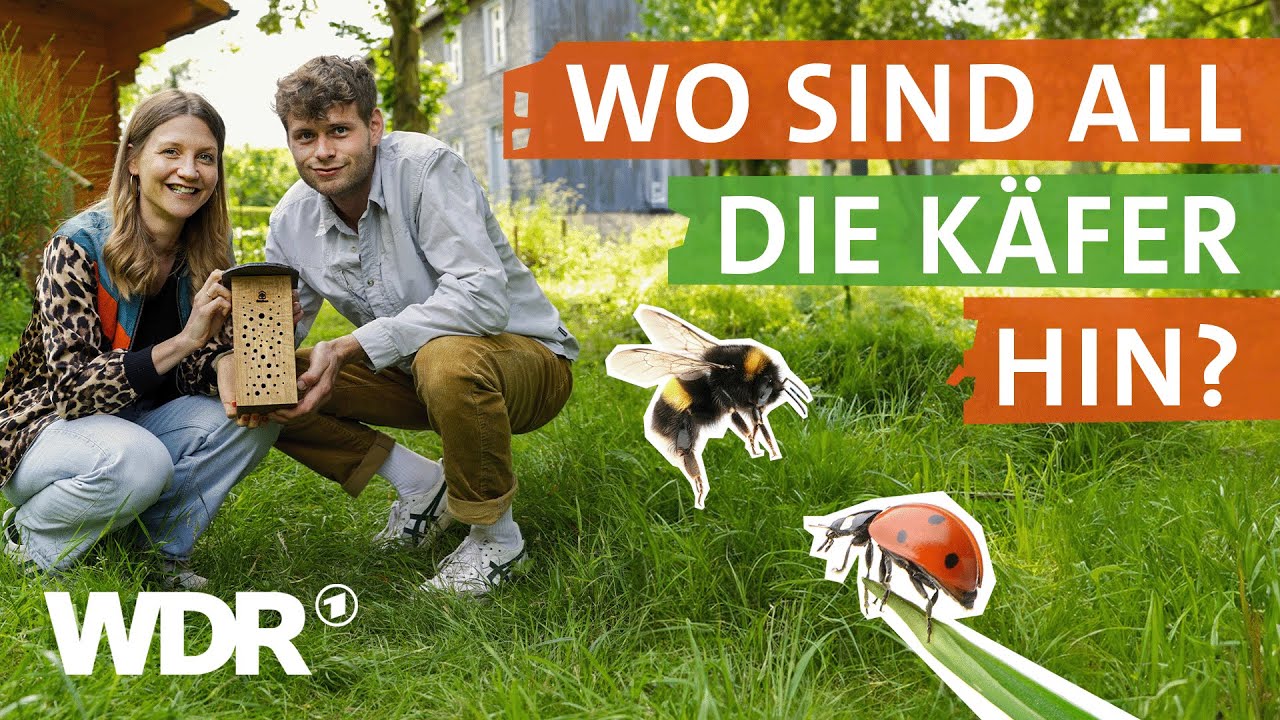 Insektensterben: Was wir gegen das Artensterben bei Insekten tun können | neuneinhalb | WDR