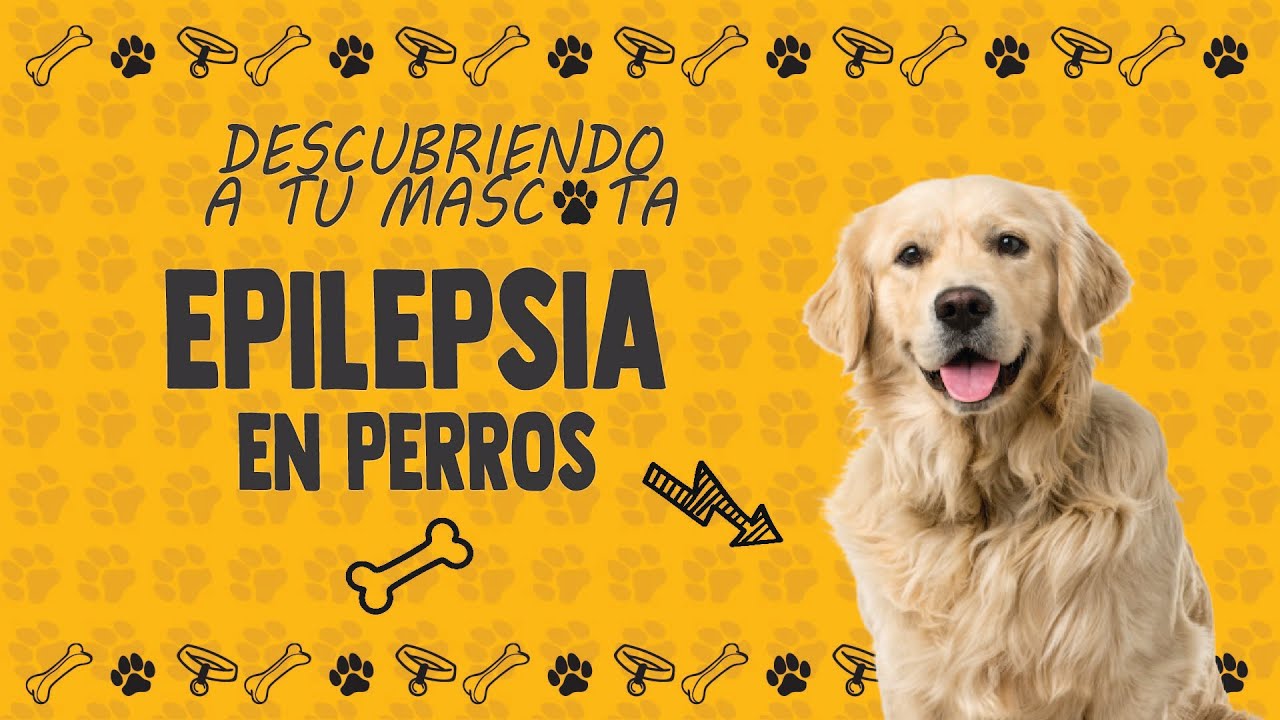 🐶✨ “Epilepsia en Perros: Lo que Todo Tutor Debe Saber”