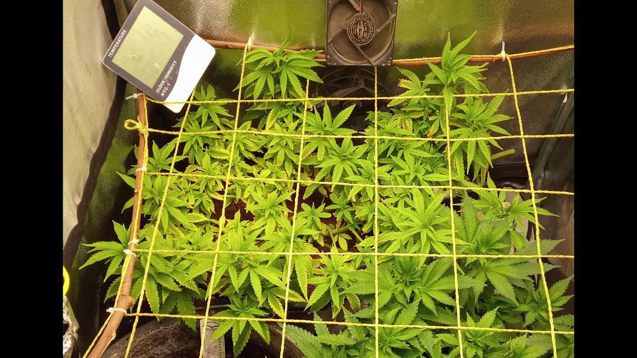Power Plant Week 9-12 - Mars Hydro TS 1000 - final tent (60x60cm)
