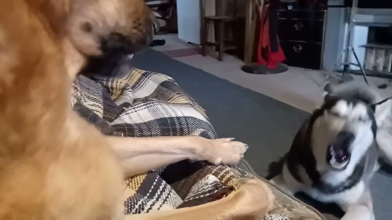 Chase Siberian Husky  vs Rider German Shepherd who sings better? barking dogs