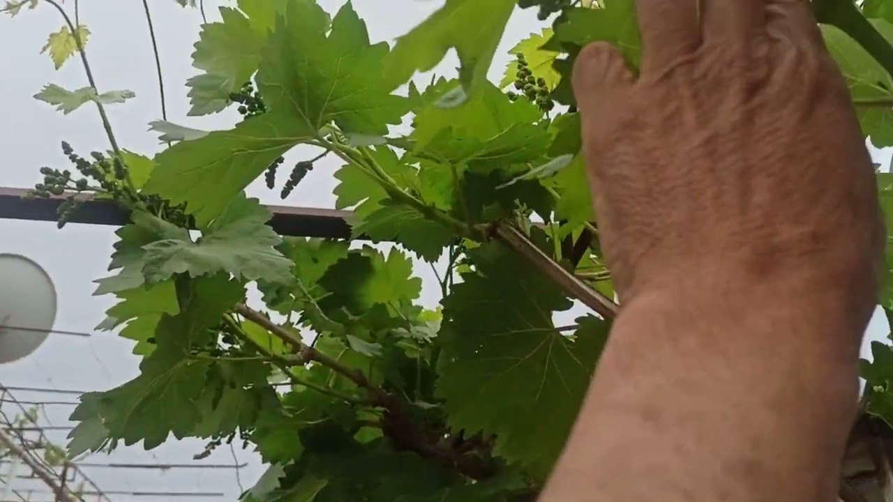 Бурида партофтани хушаҳои ангури Велес.
