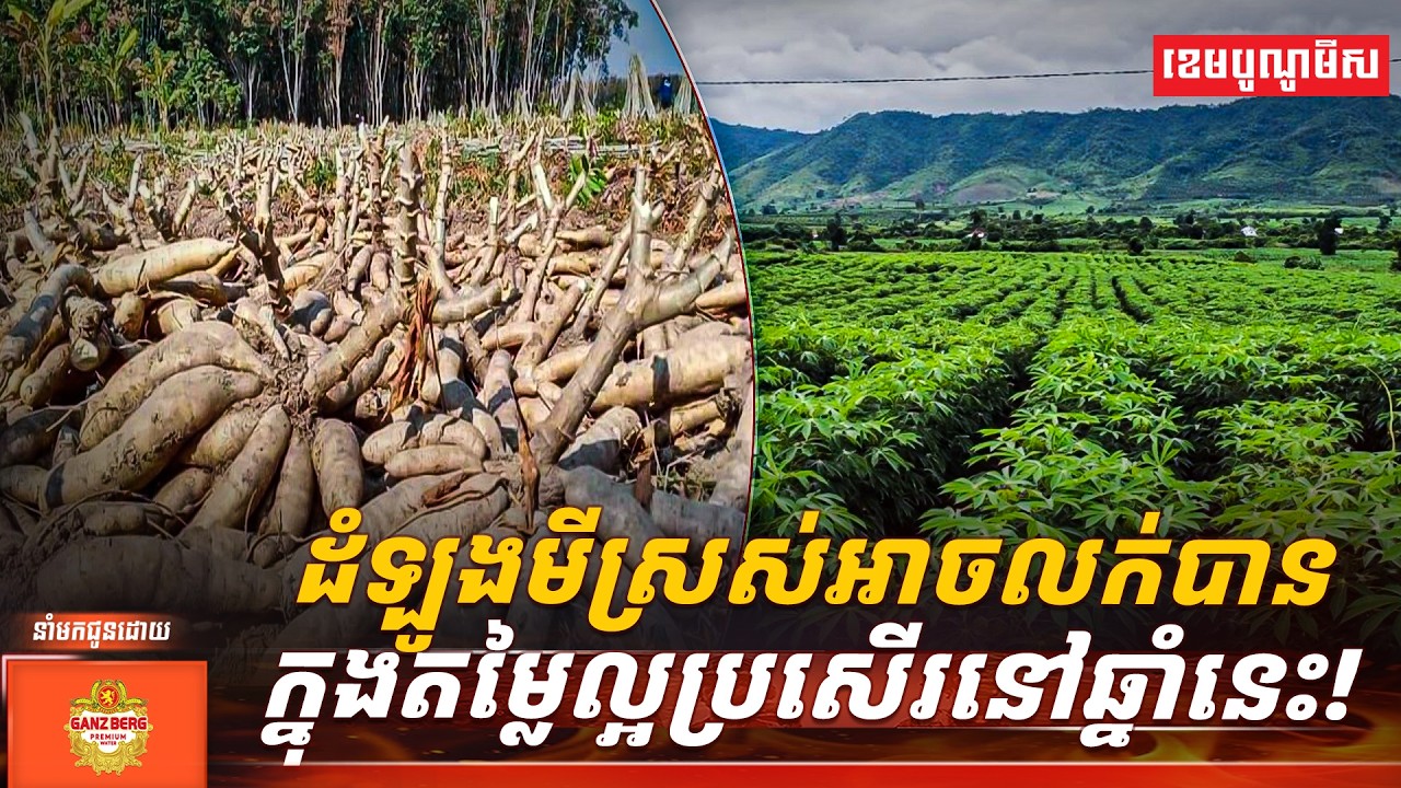 ដំឡូងមីស្រស់អាចលក់បានក្នុងតម្លៃល្អប្រសើរនៅឆ្នាំនេះ!