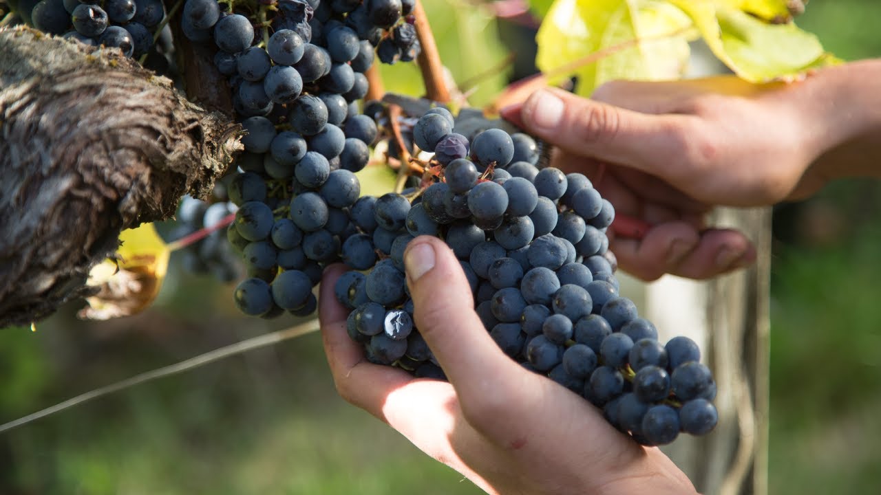 Calvet | Bordeaux, the wine capital of the world