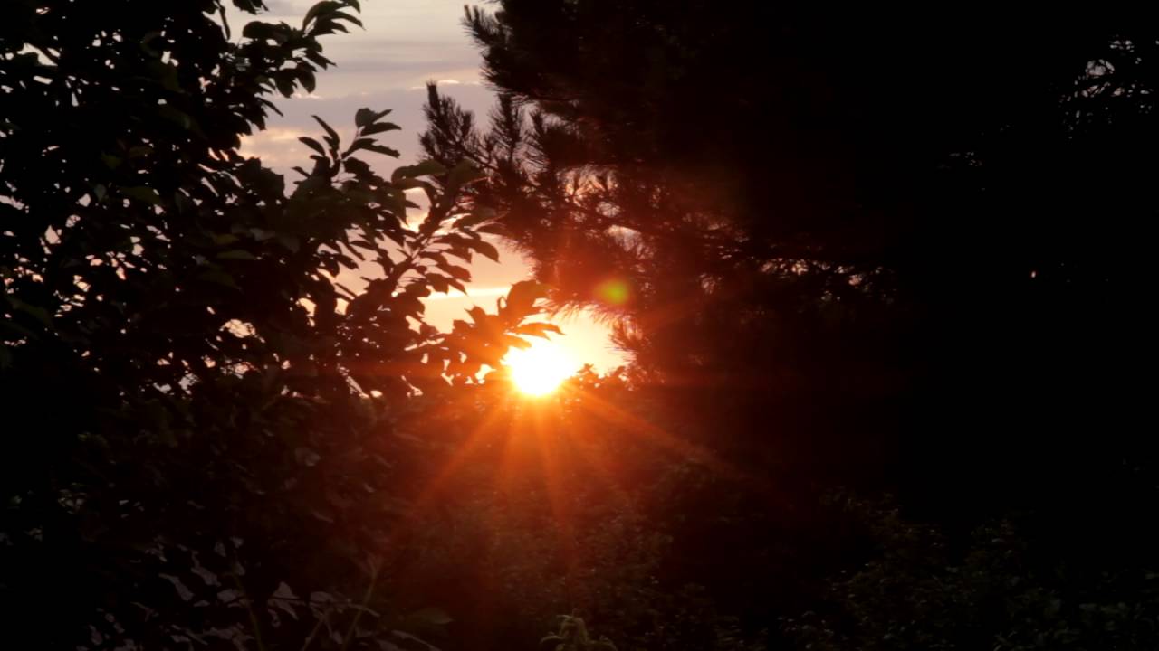 Sunset In Forest 4k Timelapse video