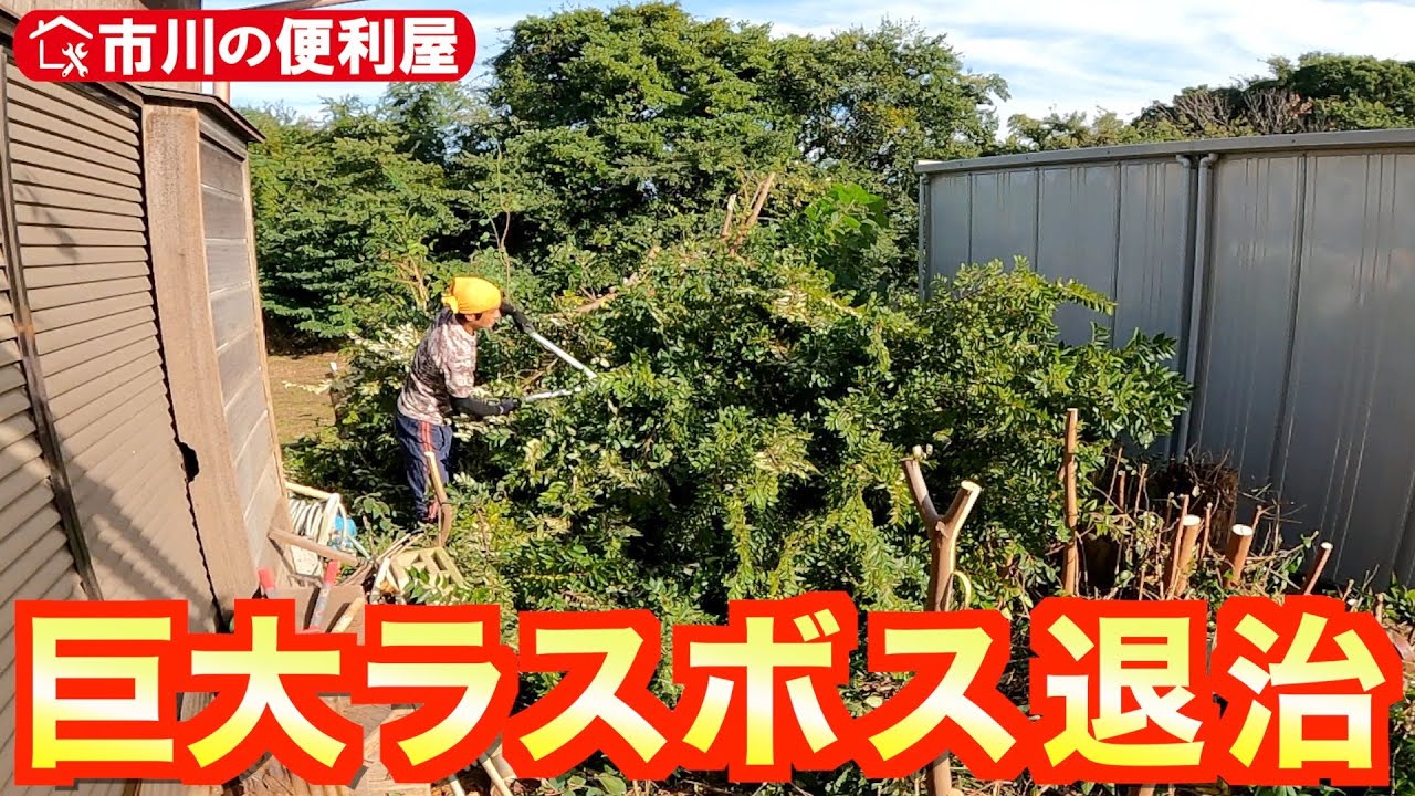 【雑木４８本＆ラスボス伐採】ジャングル状態から空を広げる作業🌲ダニに刺されまくりながら孤軍奮闘🐜空き家周りスッキリproject｜千葉県市川市の便利屋！作業料一覧、お問い合わせ先は概要欄をご覧下さい！