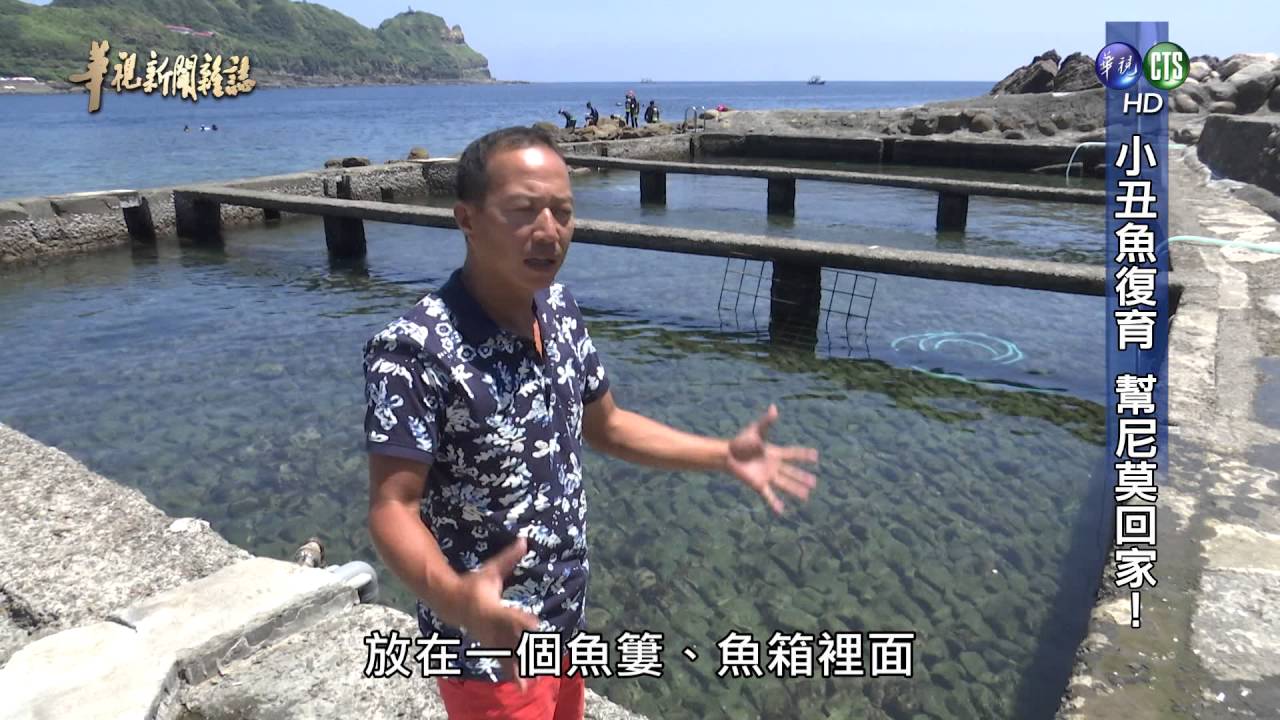 【小丑魚復育 幫尼莫回家】華視新聞雜誌 2016.08.05