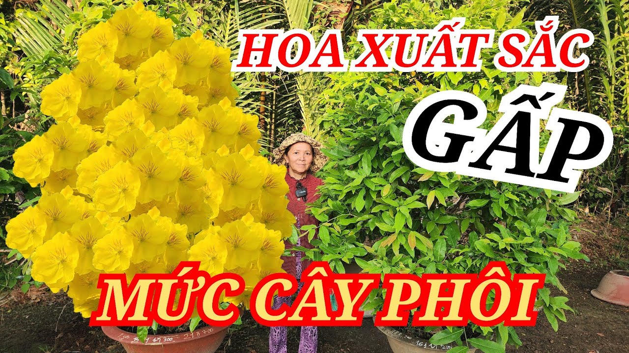 📞 HẰNG 0382804806 MAI TÀNG HOA ĐẸP XUẤT SẮC MỨC CÂY PHÔI GOM LẸ BAO SHIP 08/03/2026 | Bến Tre Ơi